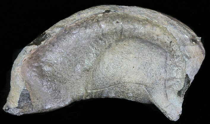 Fossil Whale Ear Bone - Miocene #63535